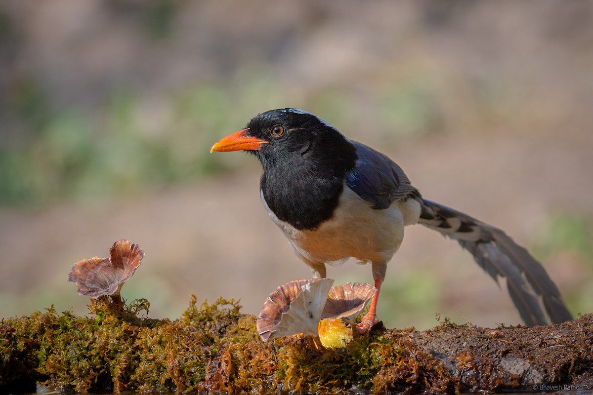 Kırmızı Gagalı Saksağan - ML595107651