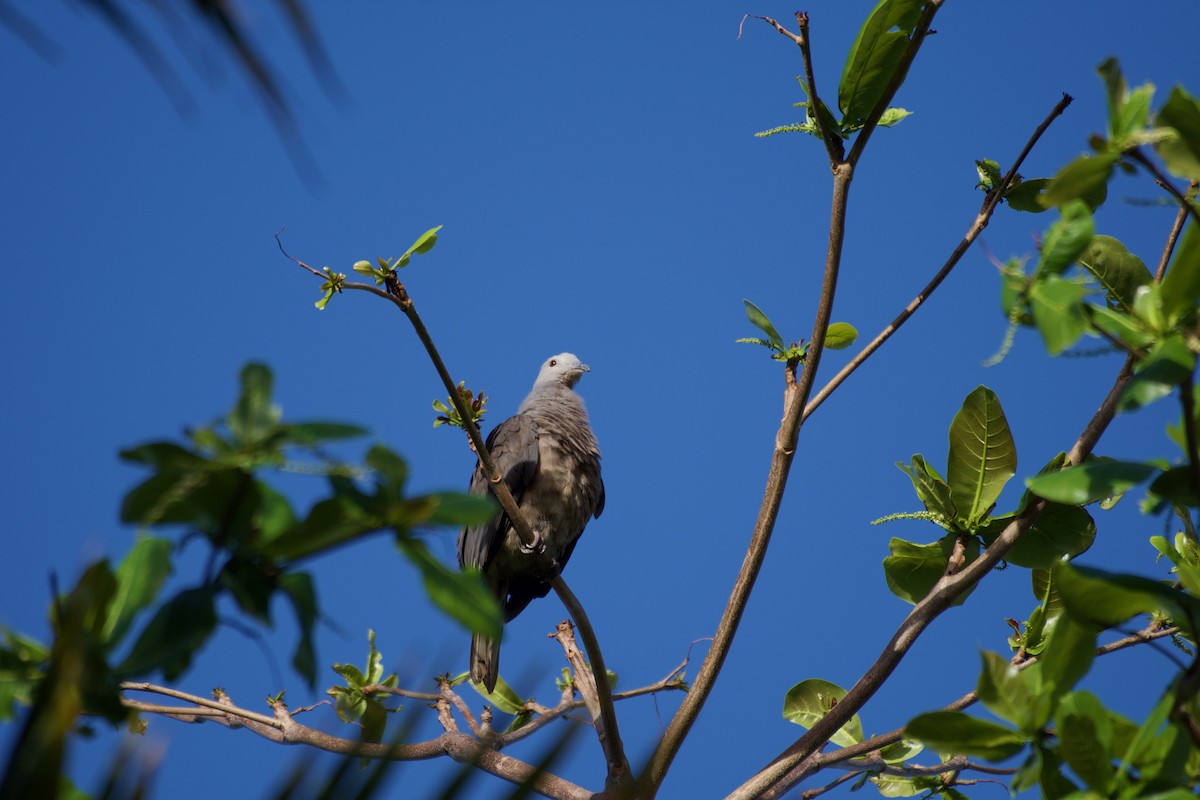 Pacific Imperial-Pigeon - ML595109581