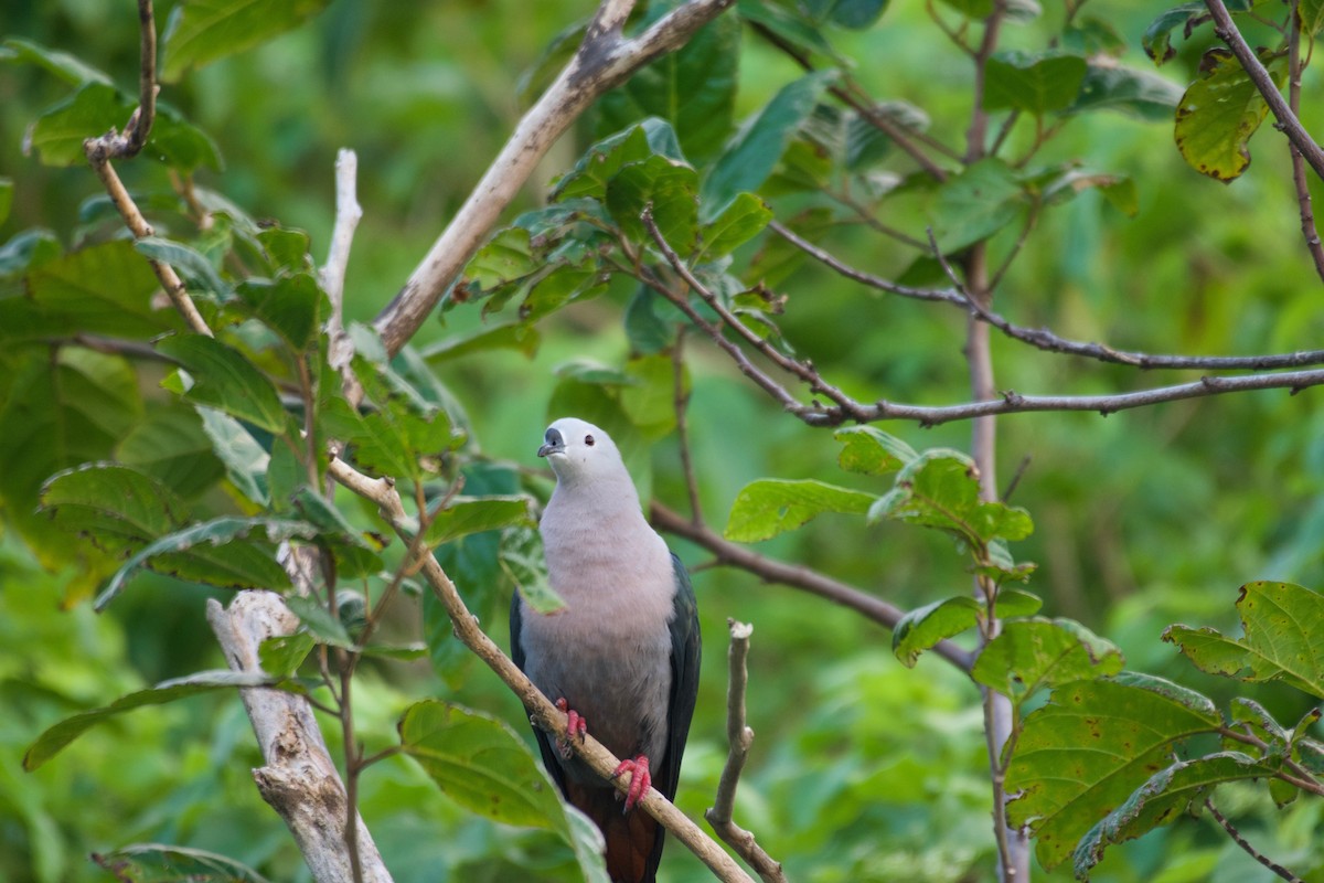 Pacific Imperial-Pigeon - ML595109871