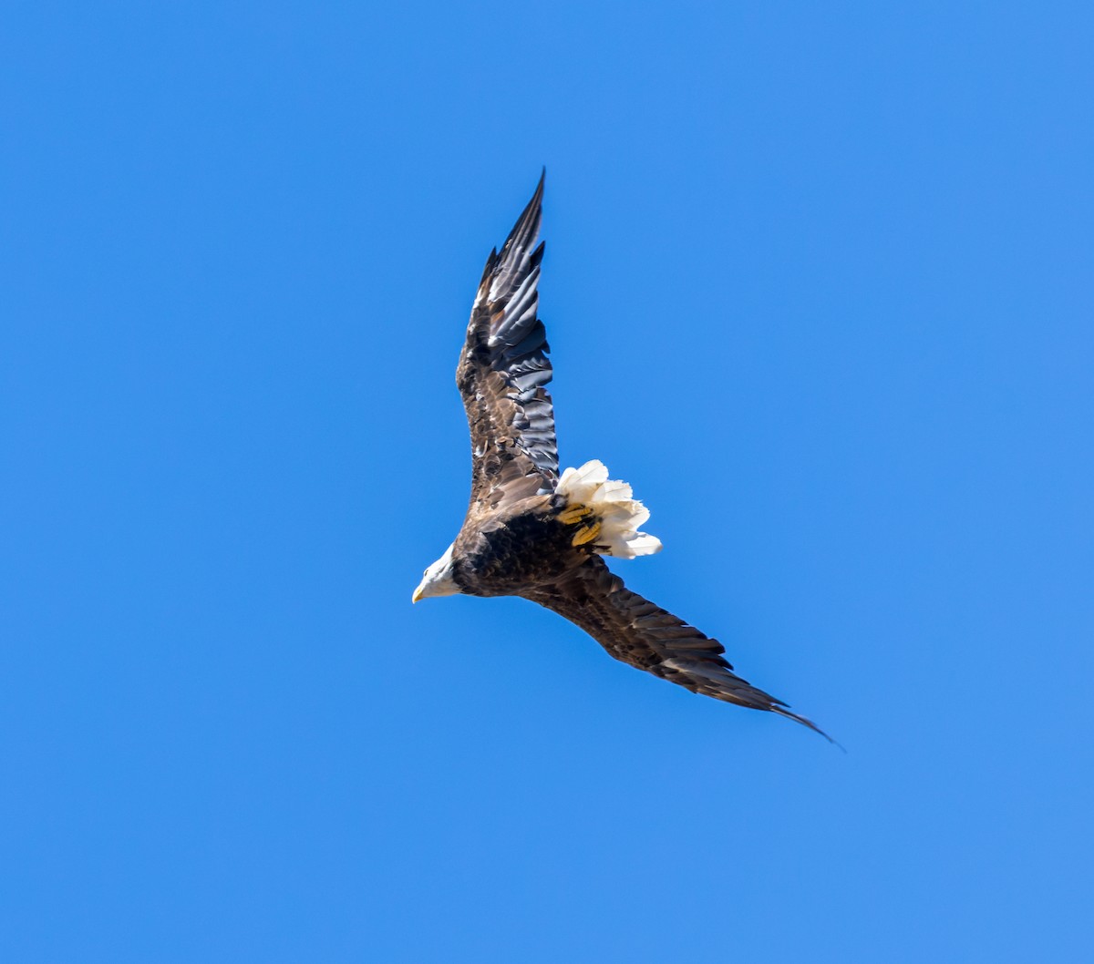Bald Eagle - ML595110511