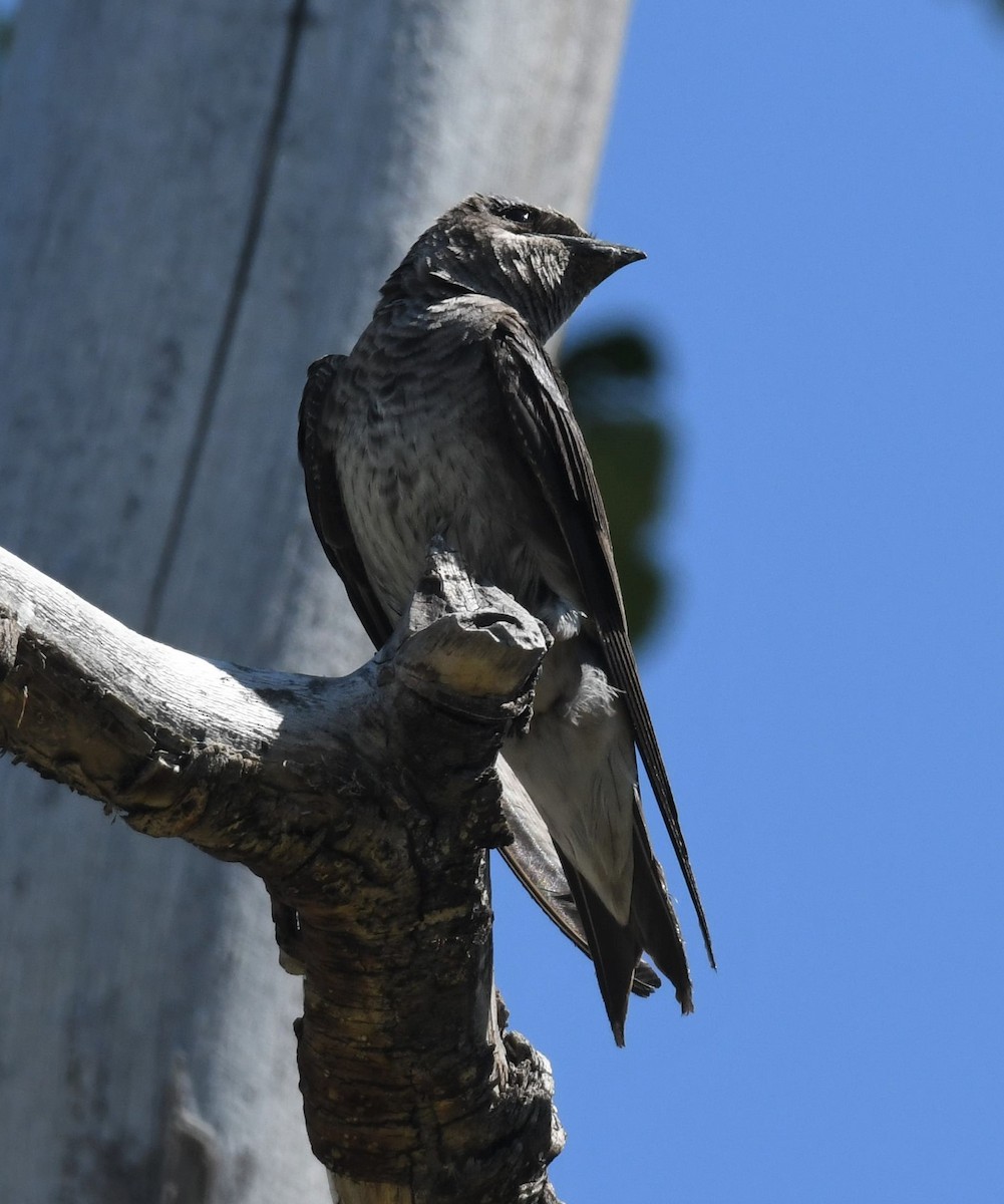 Purple Martin - ML595110721