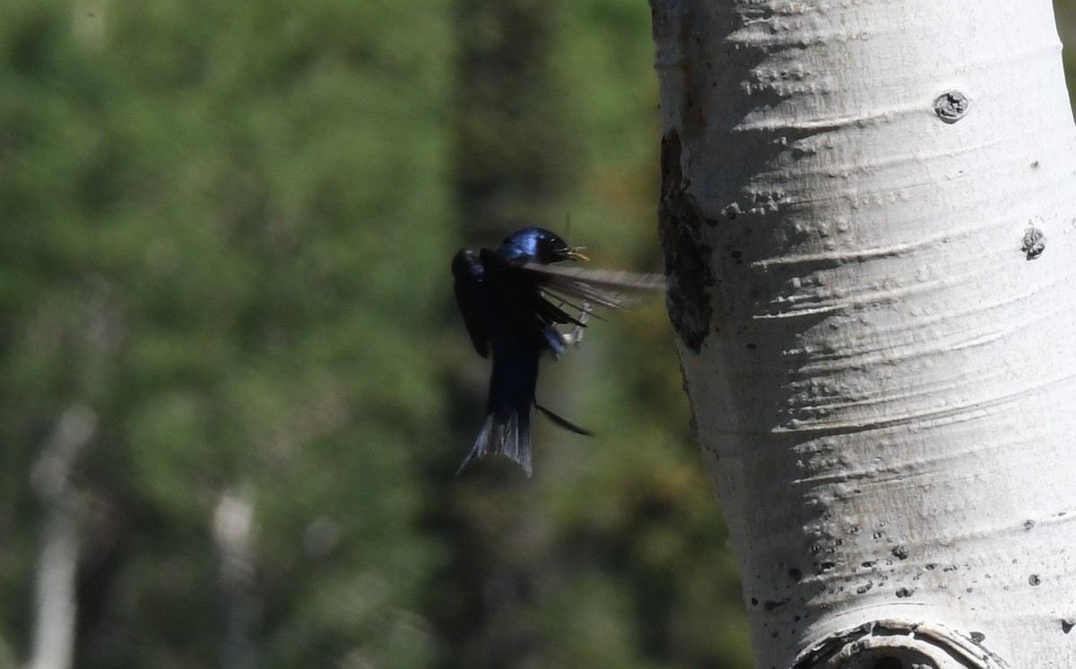 Purple Martin - ML595110731