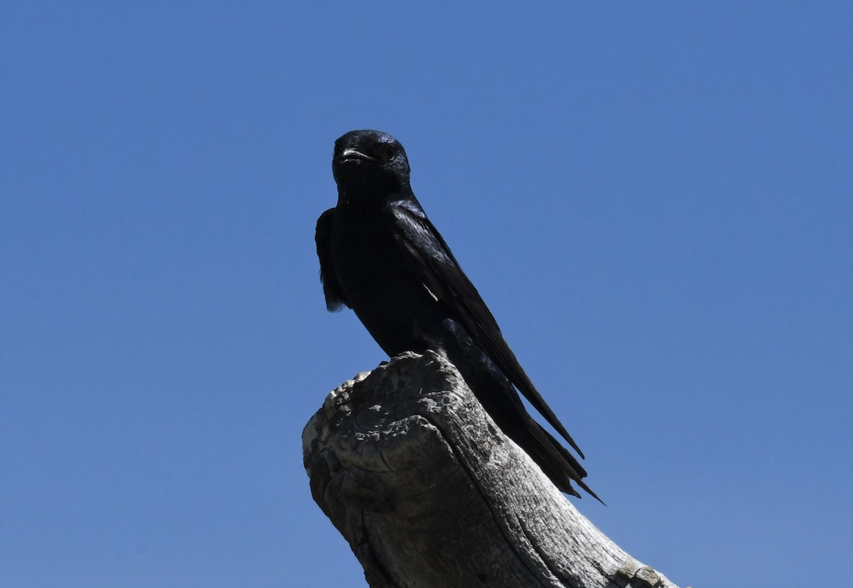 Purple Martin - ML595110741