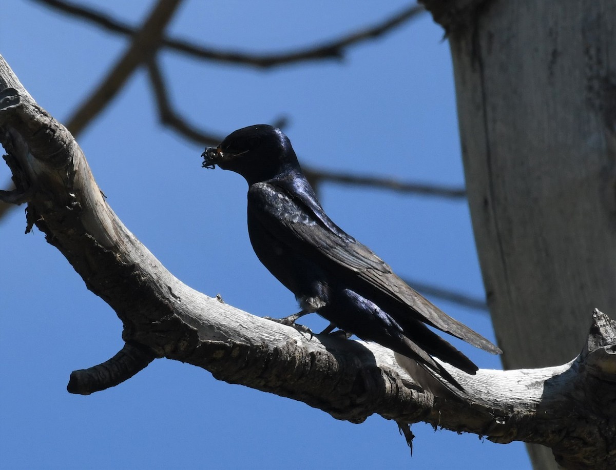 Purple Martin - ML595110751