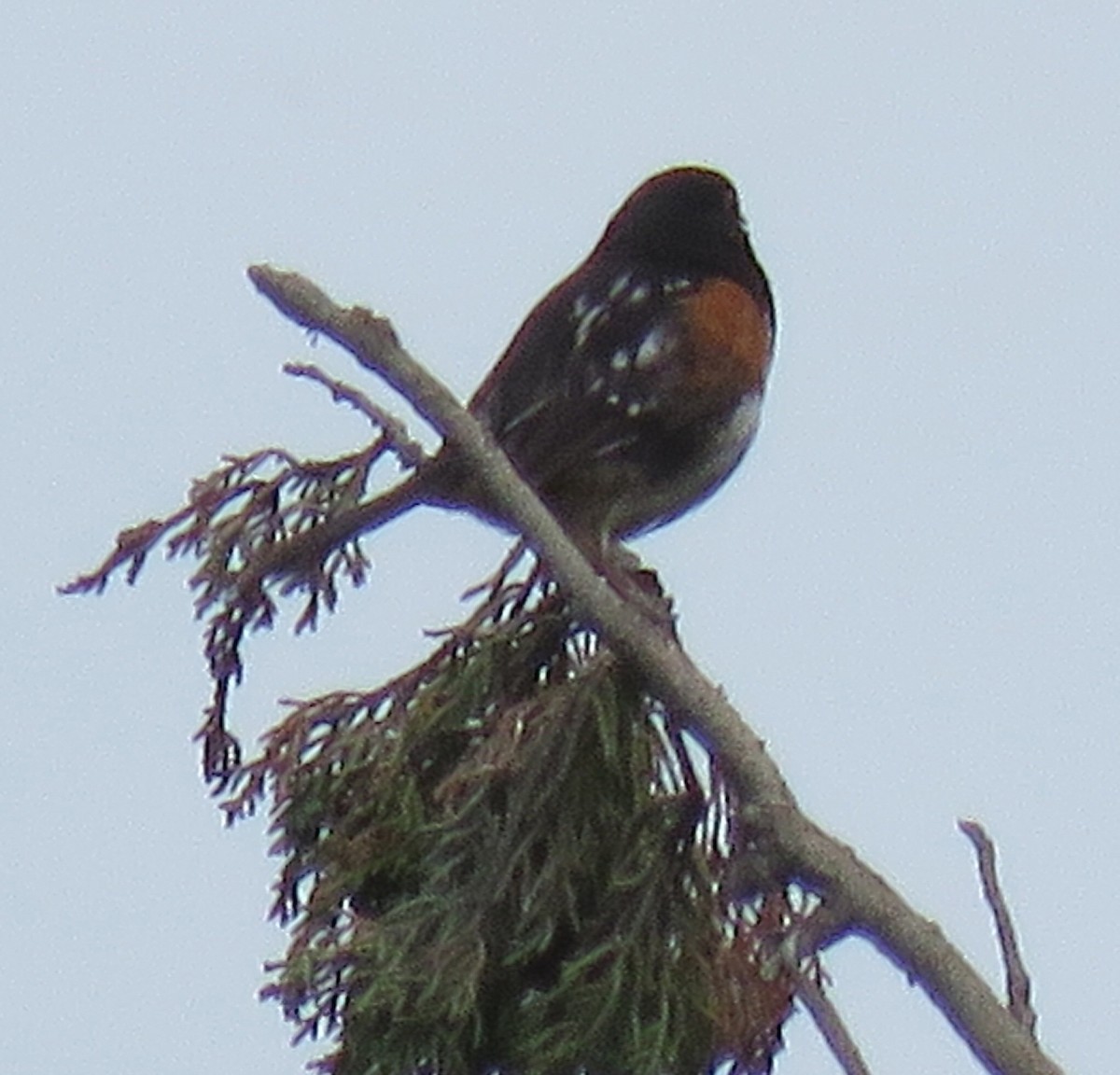 Spotted Towhee - ML59511111