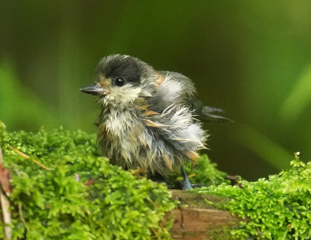 Varied Tit - ML595112561