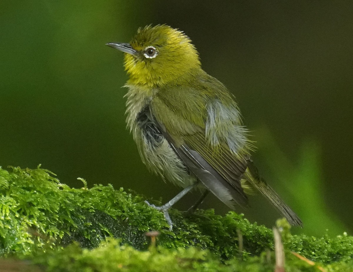 Warbling White-eye - ML595112641