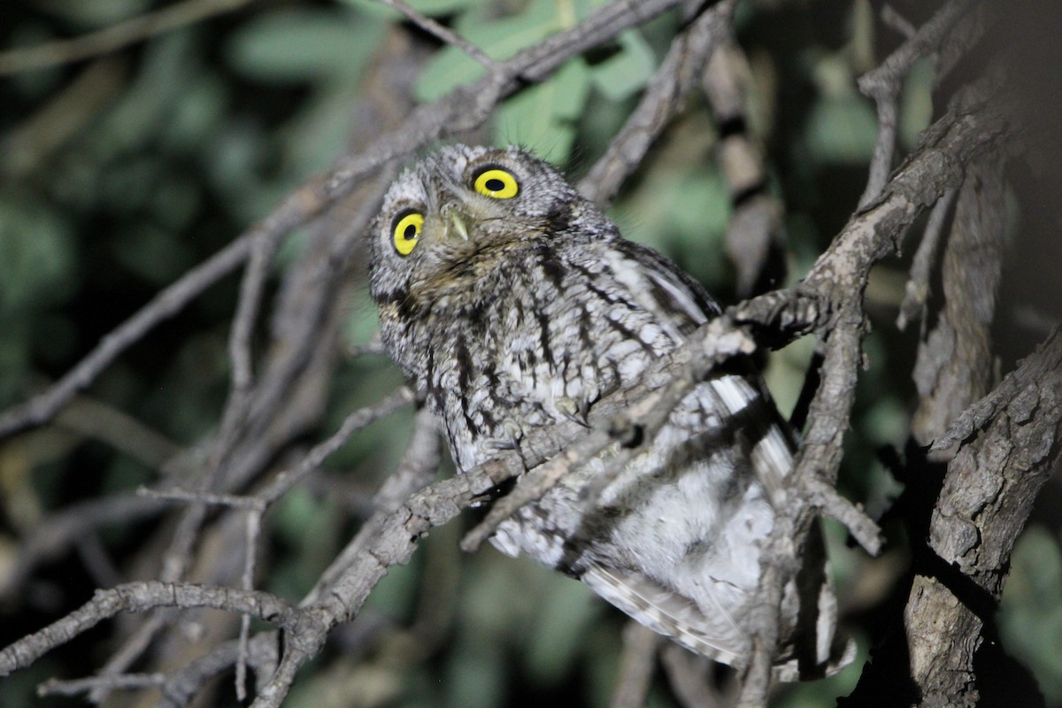 Whiskered Screech-Owl - ML595113441