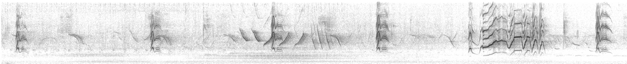 Kara Karınlı Islıkçı Ördek (fulgens) - ML595113491