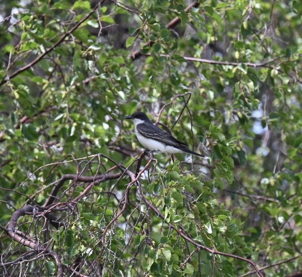 Schieferrücken-Königstyrann - ML595113781