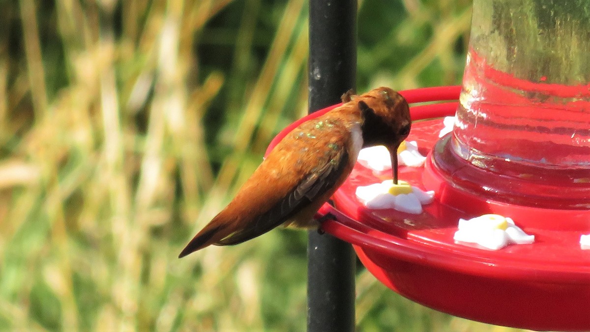 Rufous Hummingbird - ML595113801
