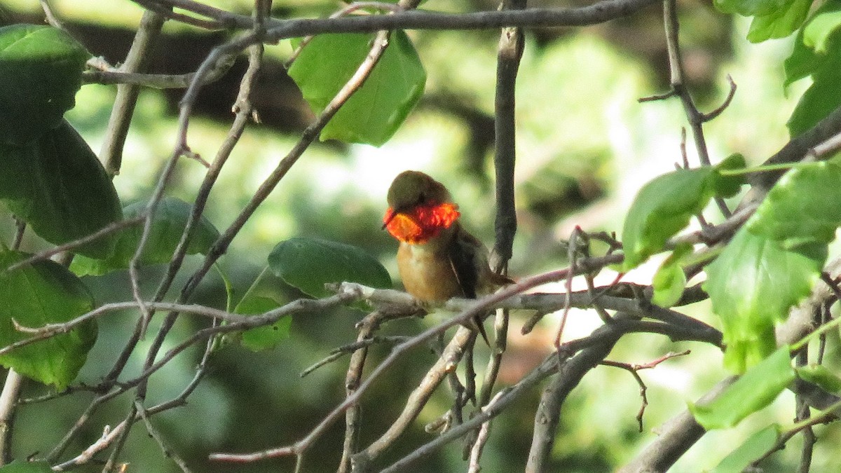 Rufous Hummingbird - ML595113881
