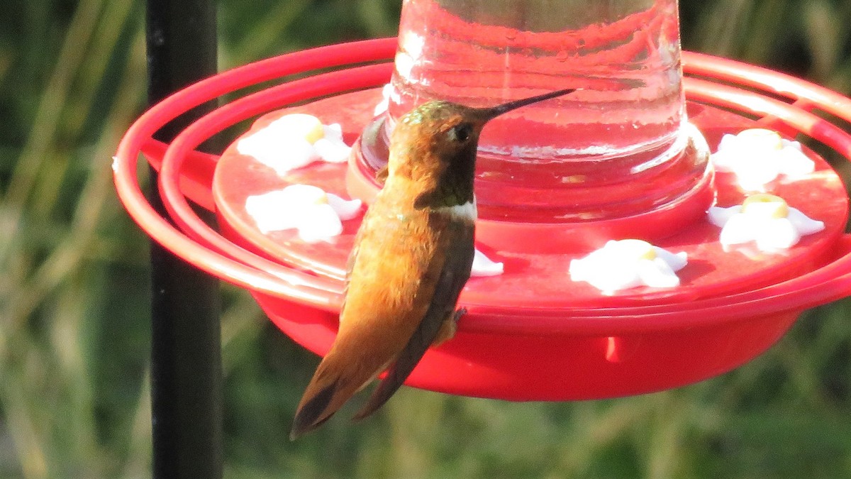 Rufous Hummingbird - ML595113901