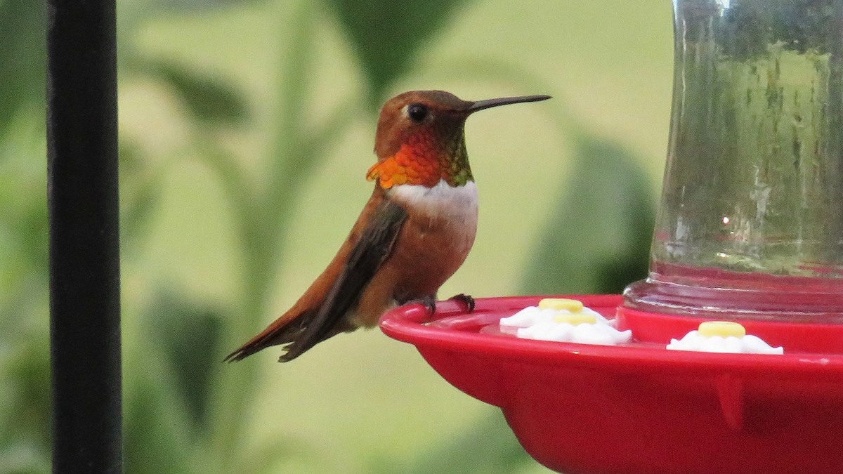 Rufous Hummingbird - ML595113961