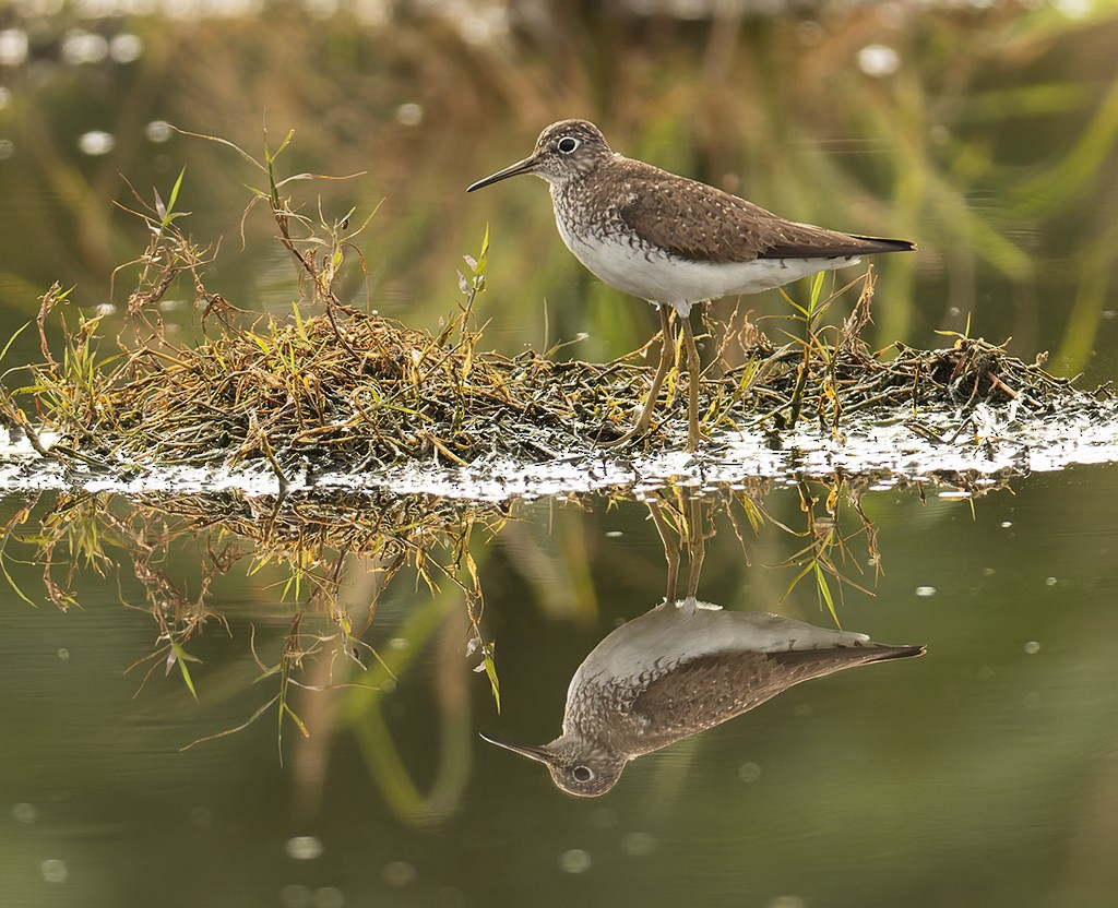 Solitary Sandpiper - ML595114371