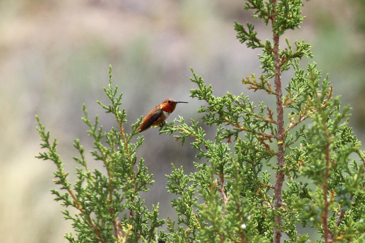 rødkolibri - ML595114511