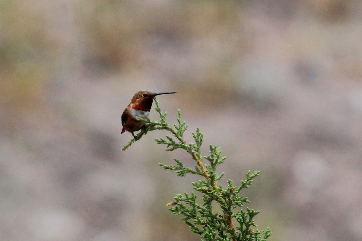 rødkolibri - ML595114521