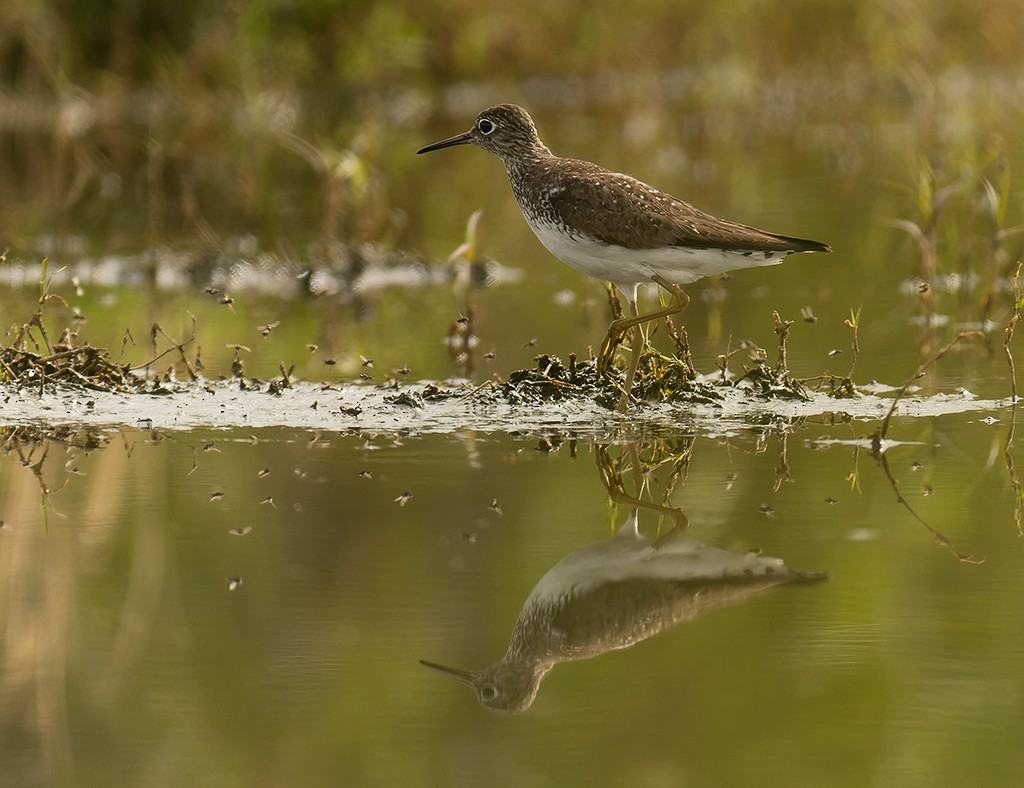 Solitary Sandpiper - ML595114651