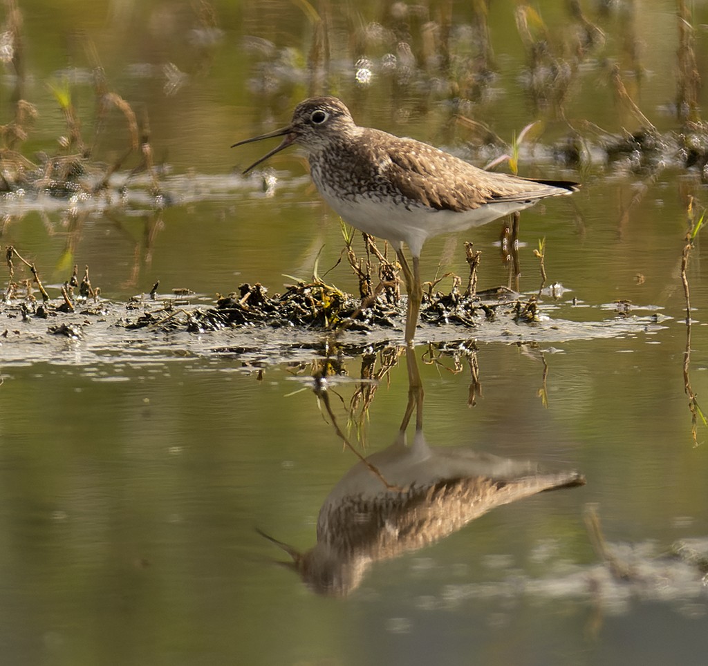 Solitary Sandpiper - ML595114661