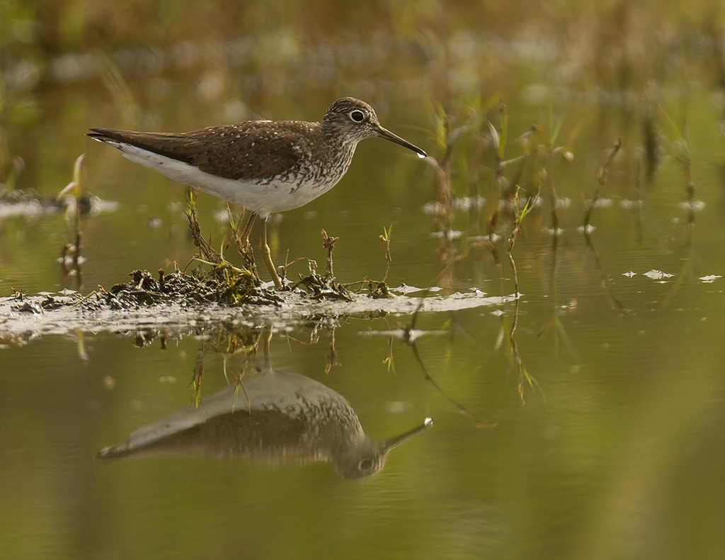 Solitary Sandpiper - ML595114671