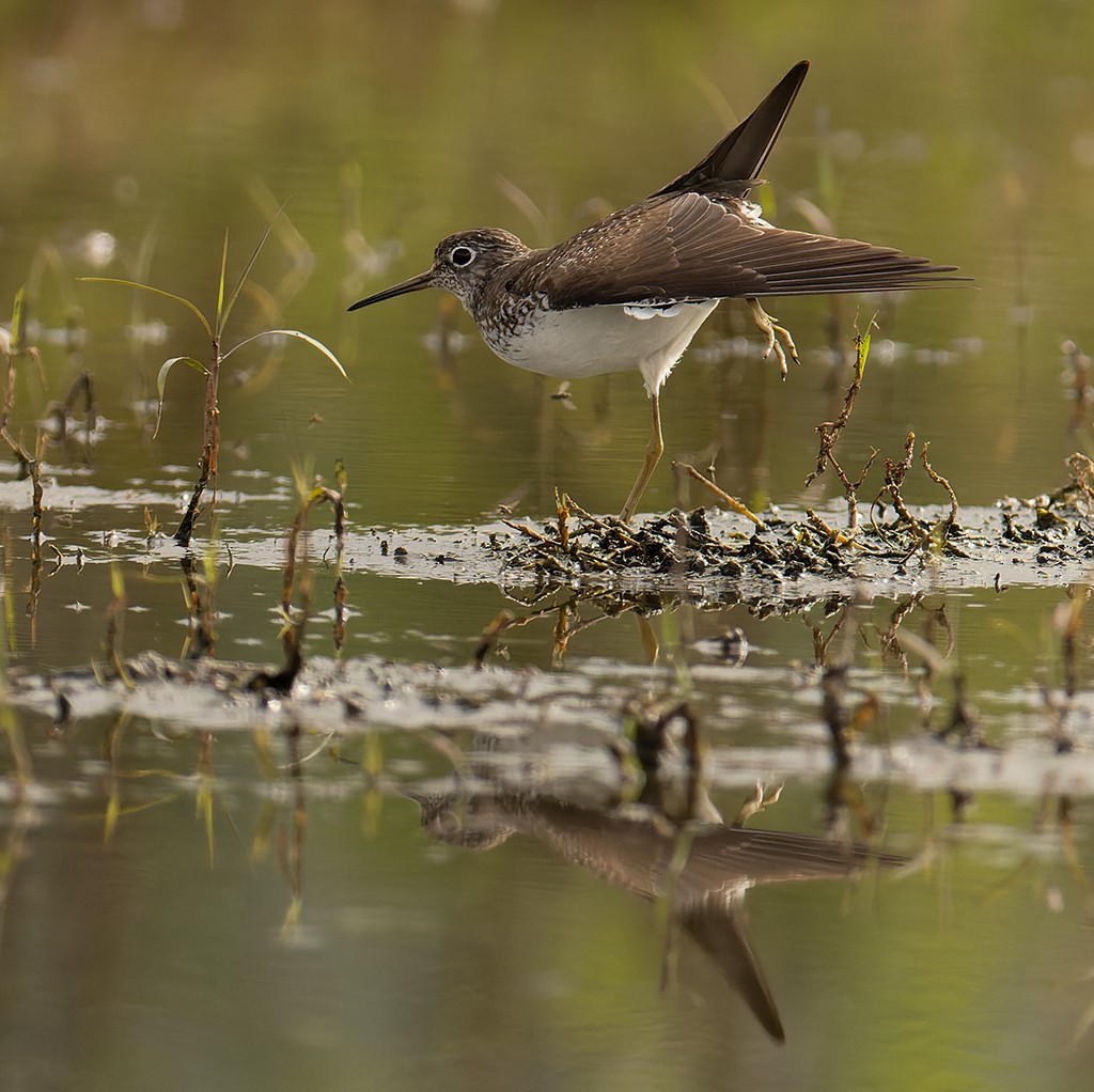 Solitary Sandpiper - ML595114691