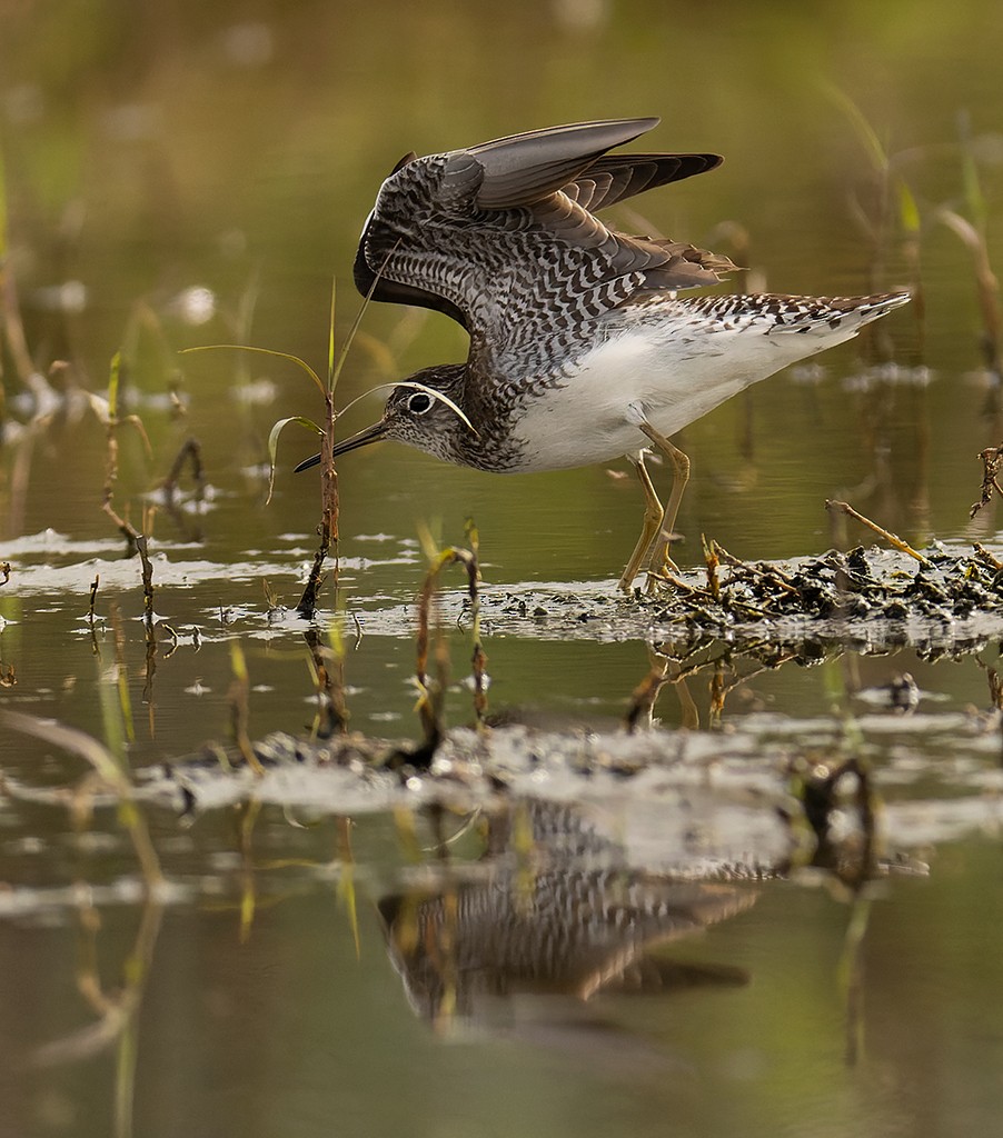 Solitary Sandpiper - ML595114701