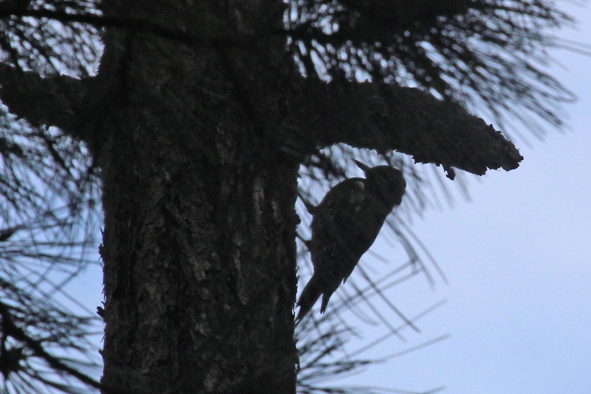 Williamson's Sapsucker - ML595115281