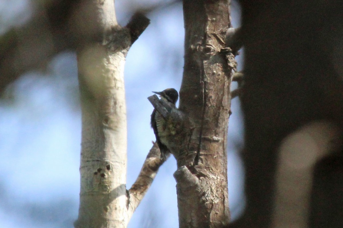 American Three-toed Woodpecker - ML595115441