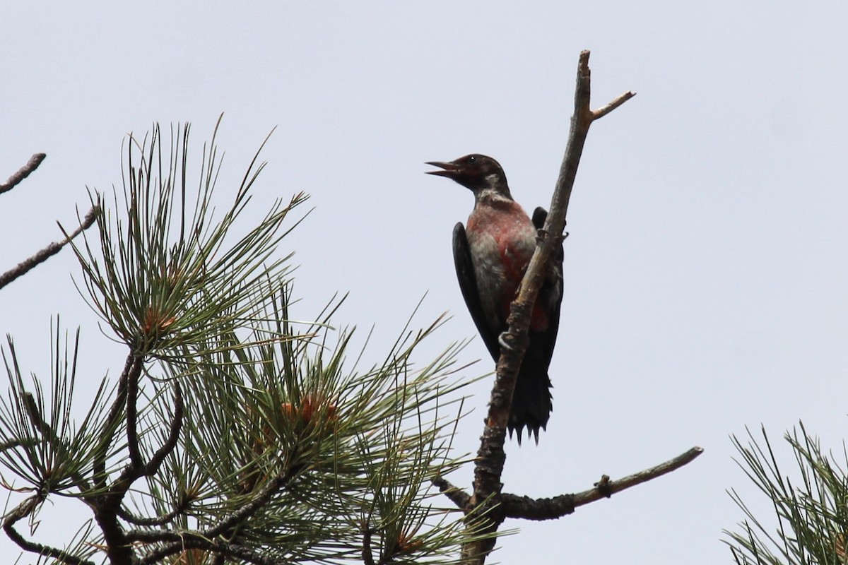 Lewis's Woodpecker - ML595115931