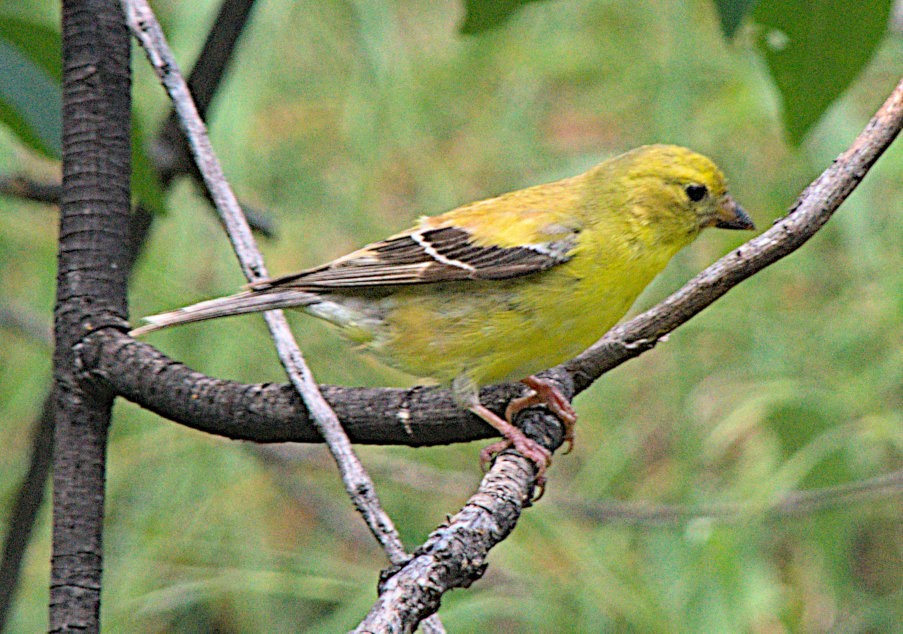 American Goldfinch - ML595116051