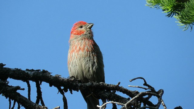 Camachuelo Picogrueso (montana) - ML595117761