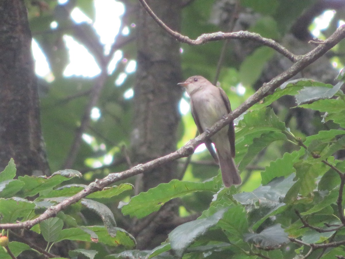 Eastern Wood-Pewee - ML595118271