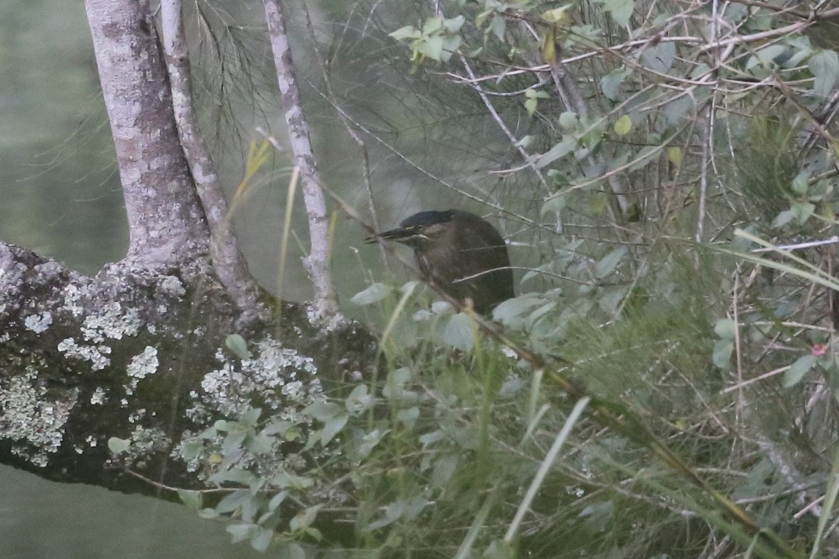 Striated Heron - ML595118811