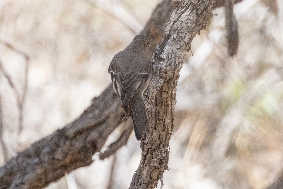 Townsend's Solitaire - ML595120281