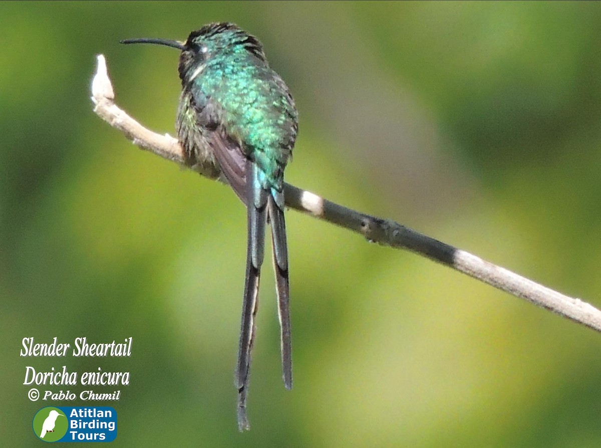 Slender Sheartail - Pablo Chumil Birding Guatemala