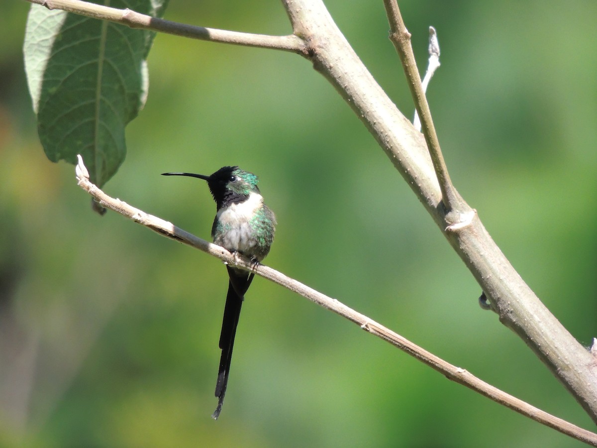 Scherenschwanz-Sternkolibri - ML59512141