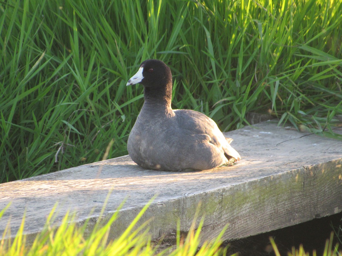 American Coot - David Poortinga