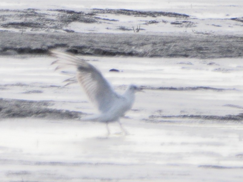 Black-headed Gull - ML595121611