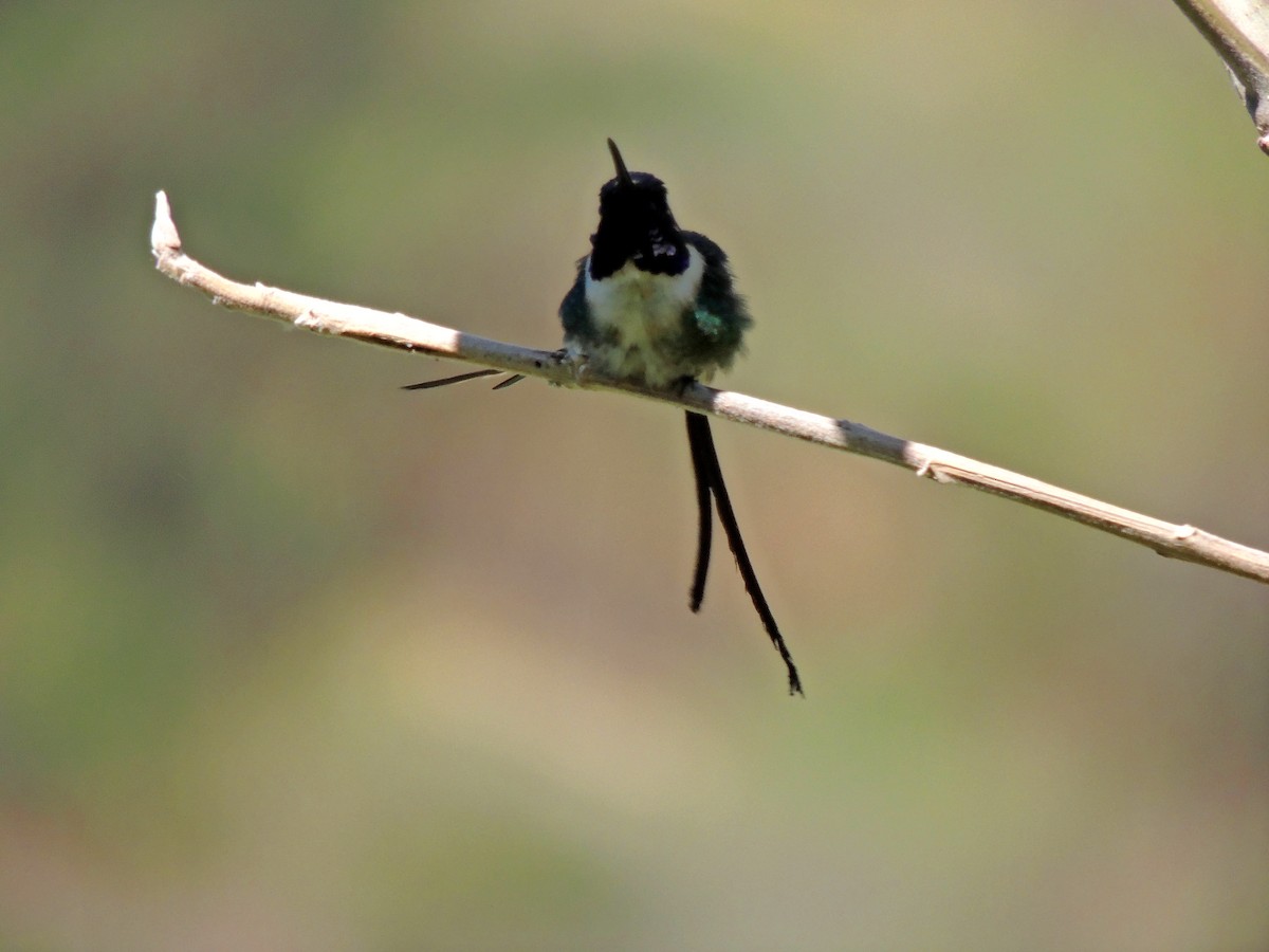 Scherenschwanz-Sternkolibri - ML59512171