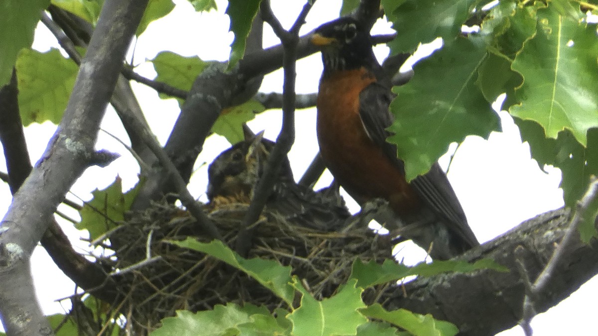 American Robin - ML595121761
