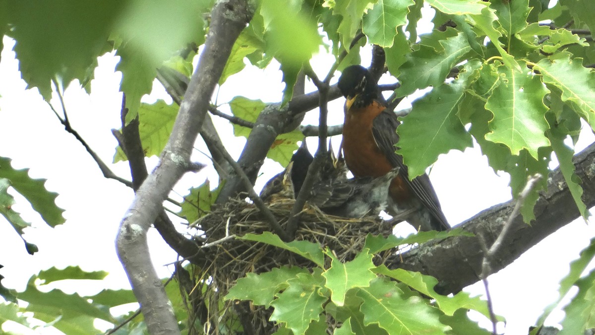 American Robin - ML595121771