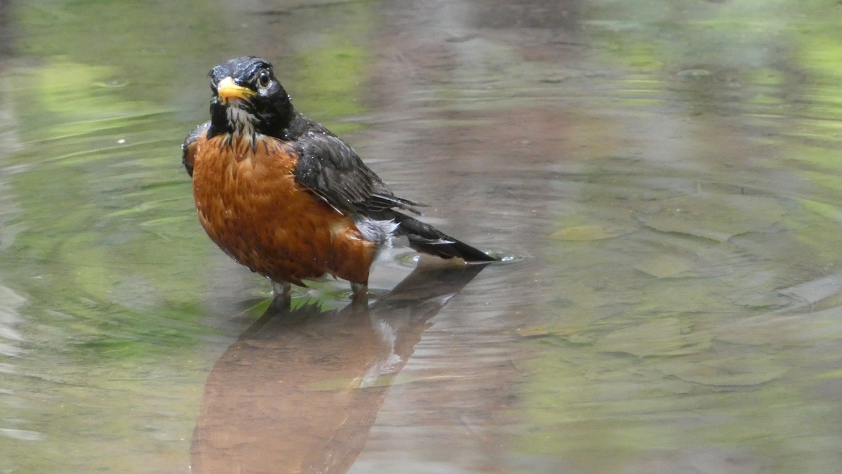 American Robin - ML595121781