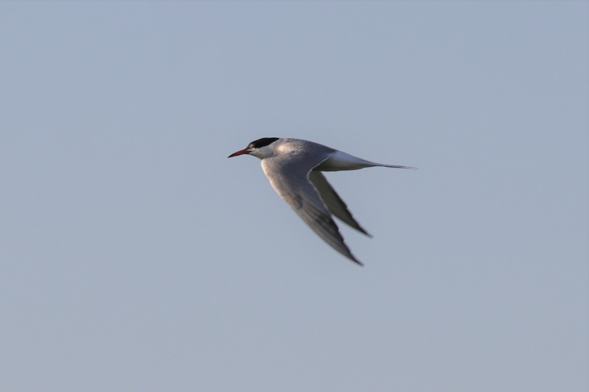 Common Tern - ML595122121