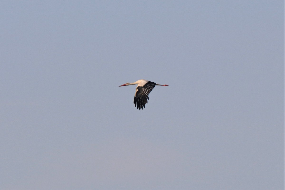 White Stork - ML595122151