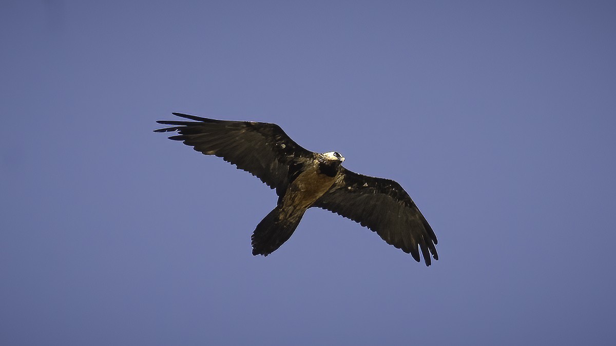 Bearded Vulture (African) - ML595122161