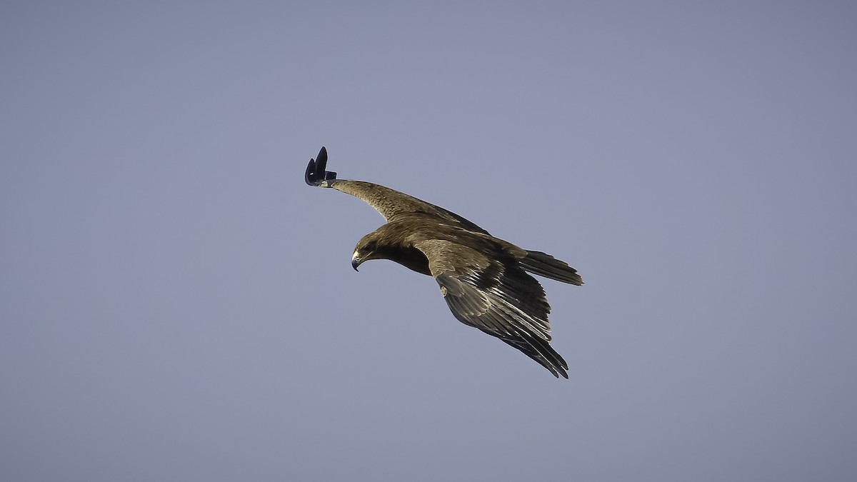 Águila Esteparia - ML595123021