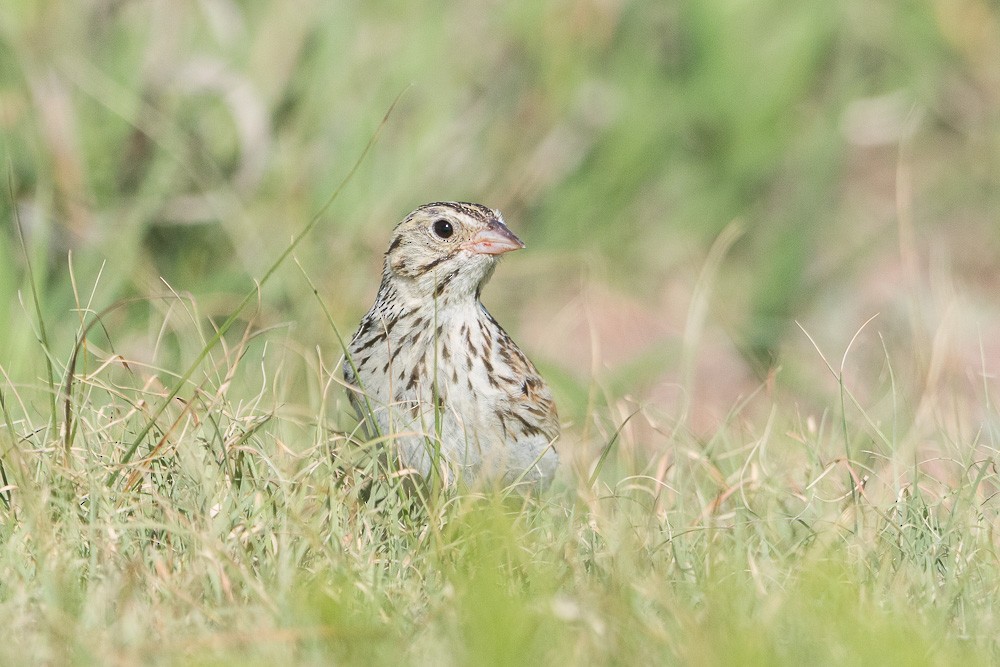 Baird's Sparrow - ML595123241