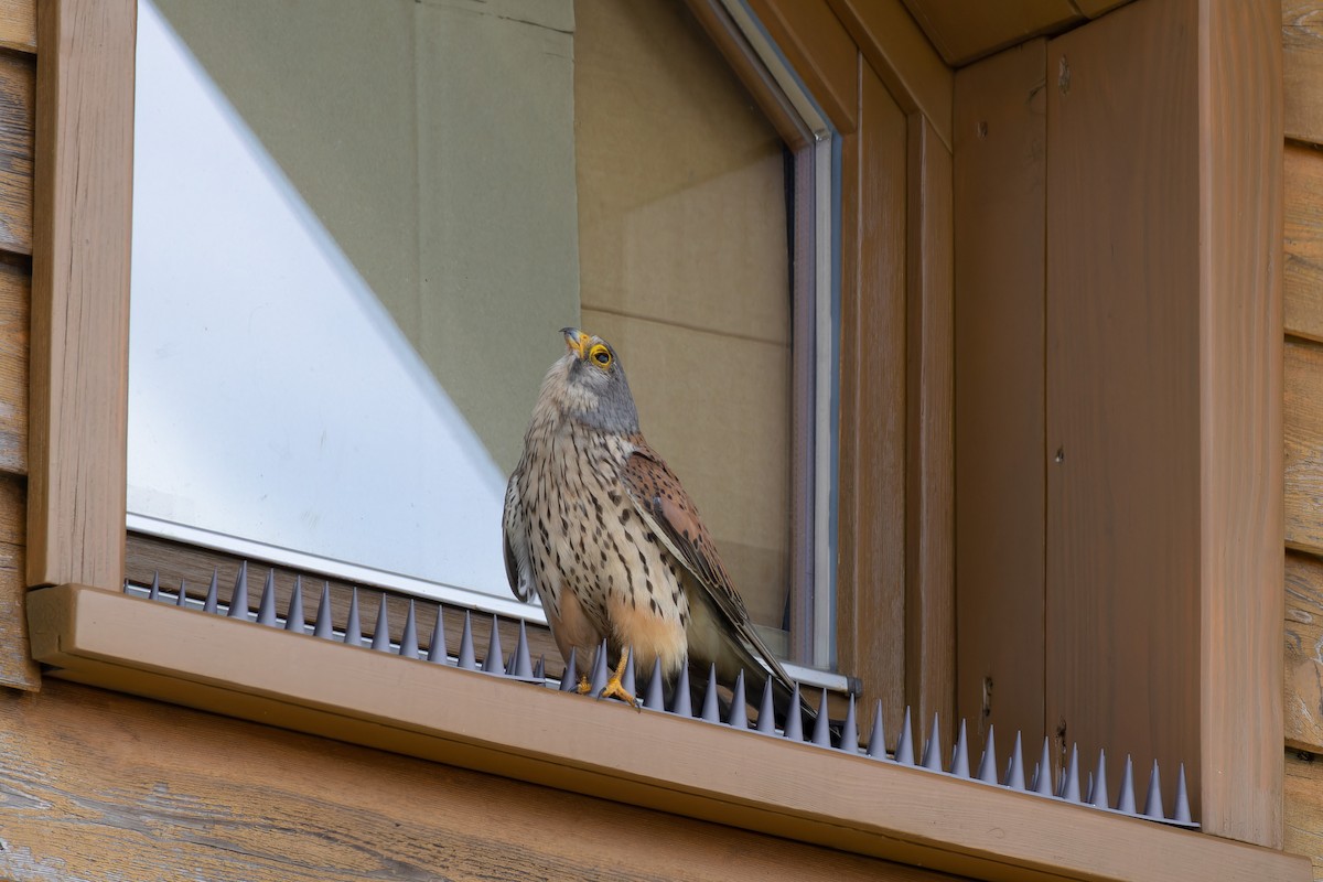 Eurasian Kestrel - ML595124601