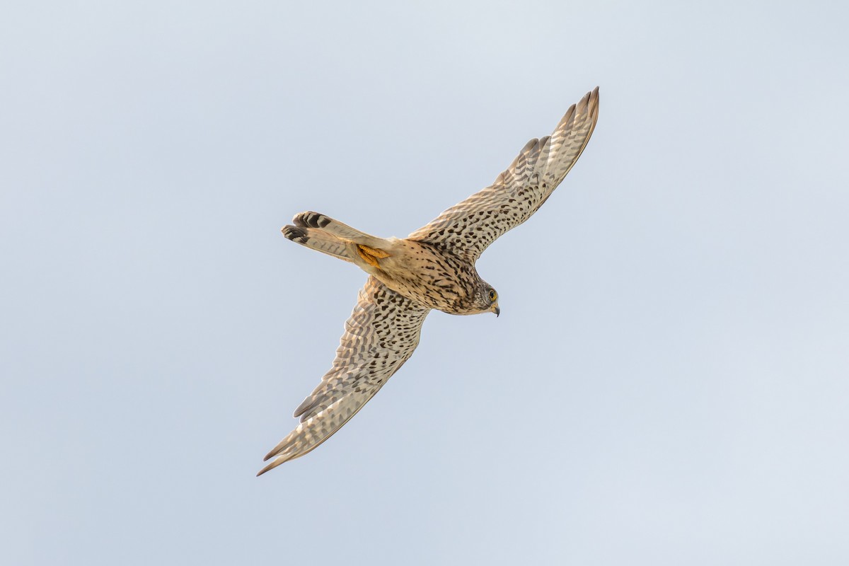 Eurasian Kestrel - ML595124611