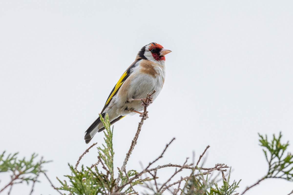 European Goldfinch - ML595124621